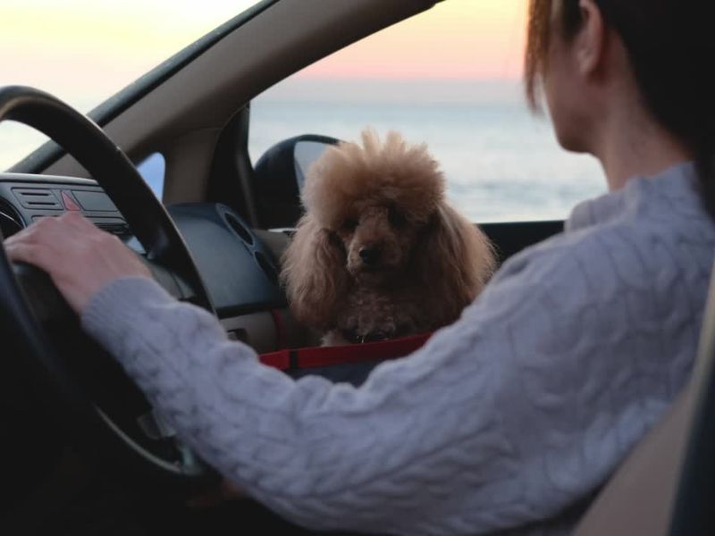 Francuska, Hrvatska i Grčka nude pet-friendly destinacije sa psima prilagođenim plažama i smeštajem.