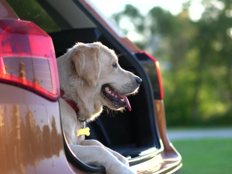 Nemačka je pet-friendly zemlja sa psima koji su dobrodošli u restoranima, parkovima, i na piknicima, poput Muzejskog ostrva u Berlinu.
