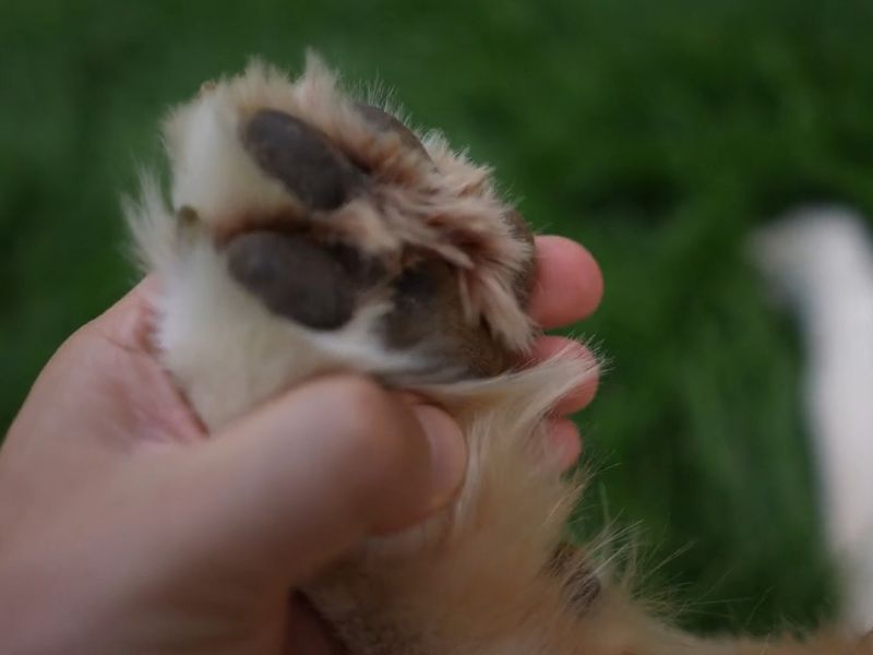 Vremenske prilike utiču na psa; zaštitite šape od vrućeg asfalta i snega, čistite ih i koristite balzam.